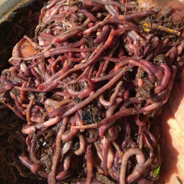 Un puñado de lombriz roja de California